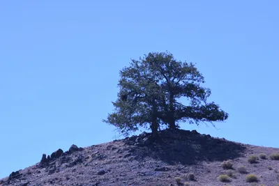 DSC_2215 (Large).JPG